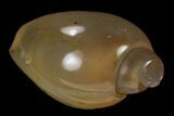 Polished, Chalcedony Replaced Gastropod Fossil - India #133530-1